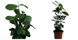 Feijoa - Pineapple Guava Plant - Acca sellowiana - 4&quot; Pot - £41.87 GBP