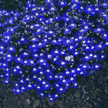 200 Seeds Imported Lobelia Flowers Blooming Covering Flore Planting Flow... - $9.72