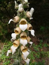 200 Grecian Foxglovegetable Wooly Digitalis Lanata Hummingbird White Yel... - $19.98