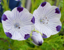 50 Seeds Five Spot Nemophila Ground Cover Annual Flower  - £13.11 GBP