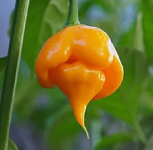 25 Seeds Trinidad Scorpion Cardi Pepper Vegetables Garden - £7.79 GBP