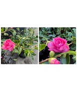 Camellia Chansonette Plant - $79.99