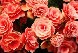 Thjar 10 Salmon Double Begonia Tuberosa Tuberous Begonia Pink Shade Flower Seeds - £4.83 GBP