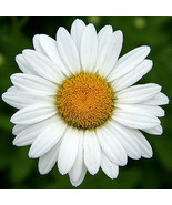 100 Single White Daisy Flower Seeds - €6,90 EUR