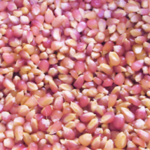 90 Pcs Pink Glass Gem Ornamental Corn Seeds #MNTS - £15.66 GBP