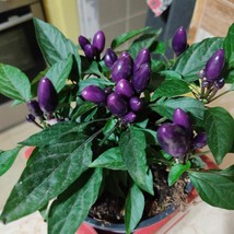 Purple Flash Pepper Seeds (5 Pack) - Exotic &amp; Vibrant, Grow Your Own Hot... - £5.18 GBP