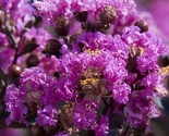 20 Purple Cape Myrtle Seeds Tree Flower Perennial Flowers Seed Fresh Gar... - $9.58