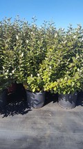 Eleagnus Angustifolia 7 gal  Hedge Shrub Evergreen Plant Landscape Shrub... - £76.65 GBP