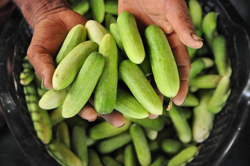 Thai Mini Cucumber, Packet of Thai Mini or Baby Cucumber Seeds, CUCUMIS ... - $2.35