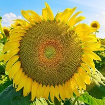 Titan Massive Sunflower   10 CountHuge Heads Full Of  Edible From US - £5.16 GBP