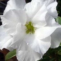 Adenium Obesum Desert Rose Double White Flower 10Pc Seeds Gardening USA SELLER - $39.18