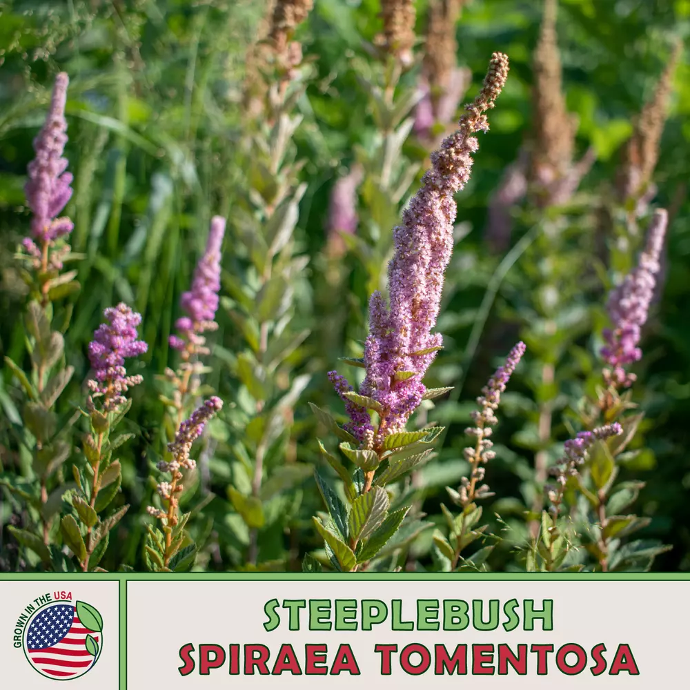 1000 Steeplebush best Seedss Spiraea tomentosa Native Bee &amp; Butterfly At... - $5.70