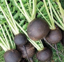 200 seeds Black Spanish Round Radish Create a Lush Garden with Premium Seeds  - £6.90 GBP