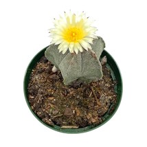 Bishop&#39;s Cap Cactus, Astrophytum Myriostigma, 4 inch Bishops mitre hat C... - £14.76 GBP