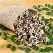 Fresh Edible Moringa Semillas - 100 Seeds - £17.93 GBP