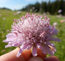 Knautia, Lavender 100 Seeds, Pincushion Flowers, Beautifully Fresh Garden USA - £7.23 GBP