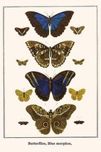 Butterflies, Blue morphos, by Albertus Seba - Art Print - £17.52 GBP+