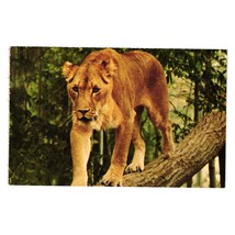 Vintage Postcard Warner Brothers Jungle Habitat Female Lion Lioness Drive 1972 - £7.48 GBP