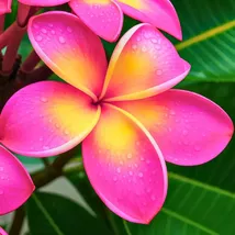 5 Purple Yellow Plumeria Seeds: Fragrant Hawaiian Lei Flower - $13.95