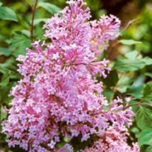 25 Pc Seeds Flamango Lilac Flower, Perennial Lilac Seeds for Planting | RK - £10.09 GBP