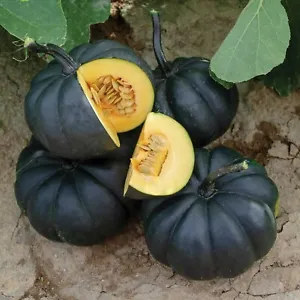 10 Black Kat Pumpkin Seeds Fall Unique Specialty Black Midnite Fresh Garden - £13.12 GBP