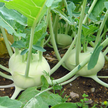 Kohlrabi White Vienna Seeds 500+ Vegetable Heirloom Non-Gmo Fresh Garden - £5.03 GBP