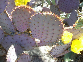 Purple Prickly Pear Cactus Pad, Live plant - £21.10 GBP