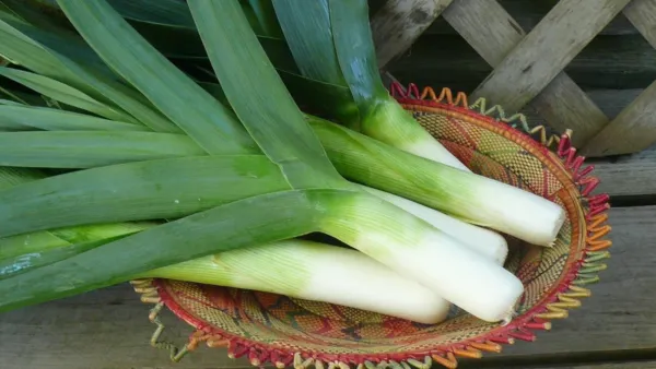 Giant Leek Onion Green Late Vegetable Planting Organic 50 Seeds Fresh Ga... - £9.43 GBP