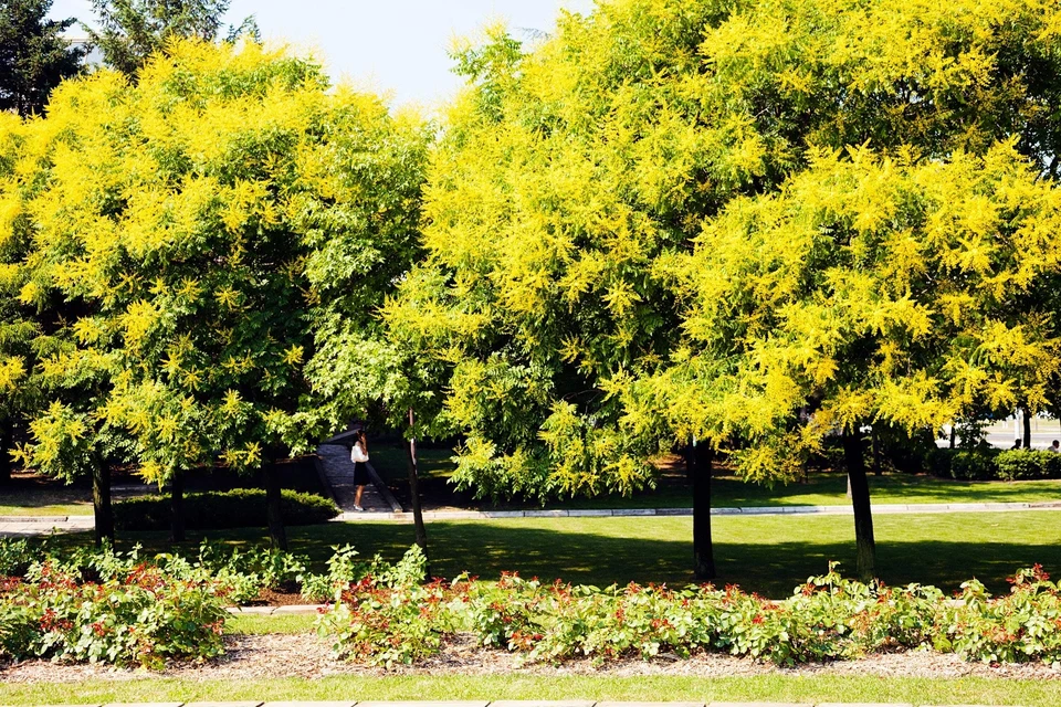 10 Golden Rain Tree Seeds Koelreuteria paniculata Ornamental Shade Tree - $9.00