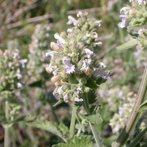 USA SELLER Nepeta Cataria Catnip Catmint Catswort 50 Seeds Free Shipping - £13.22 GBP