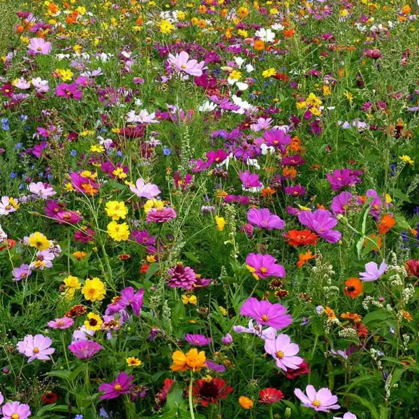 Wildflower Mix Bouquets For Days Heirloom Pollinators Non-Gmo 500 Seeds Garden U - £5.95 GBP