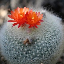 Fresh Seeds USA Scarlet Ball Cactus Seeds Brasilicactus Haselbergii 20 Seeds - £10.50 GBP