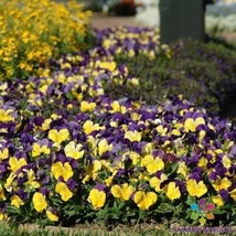 200 Matrix Morpheus Pansy (Viola) Seeds - $9.99