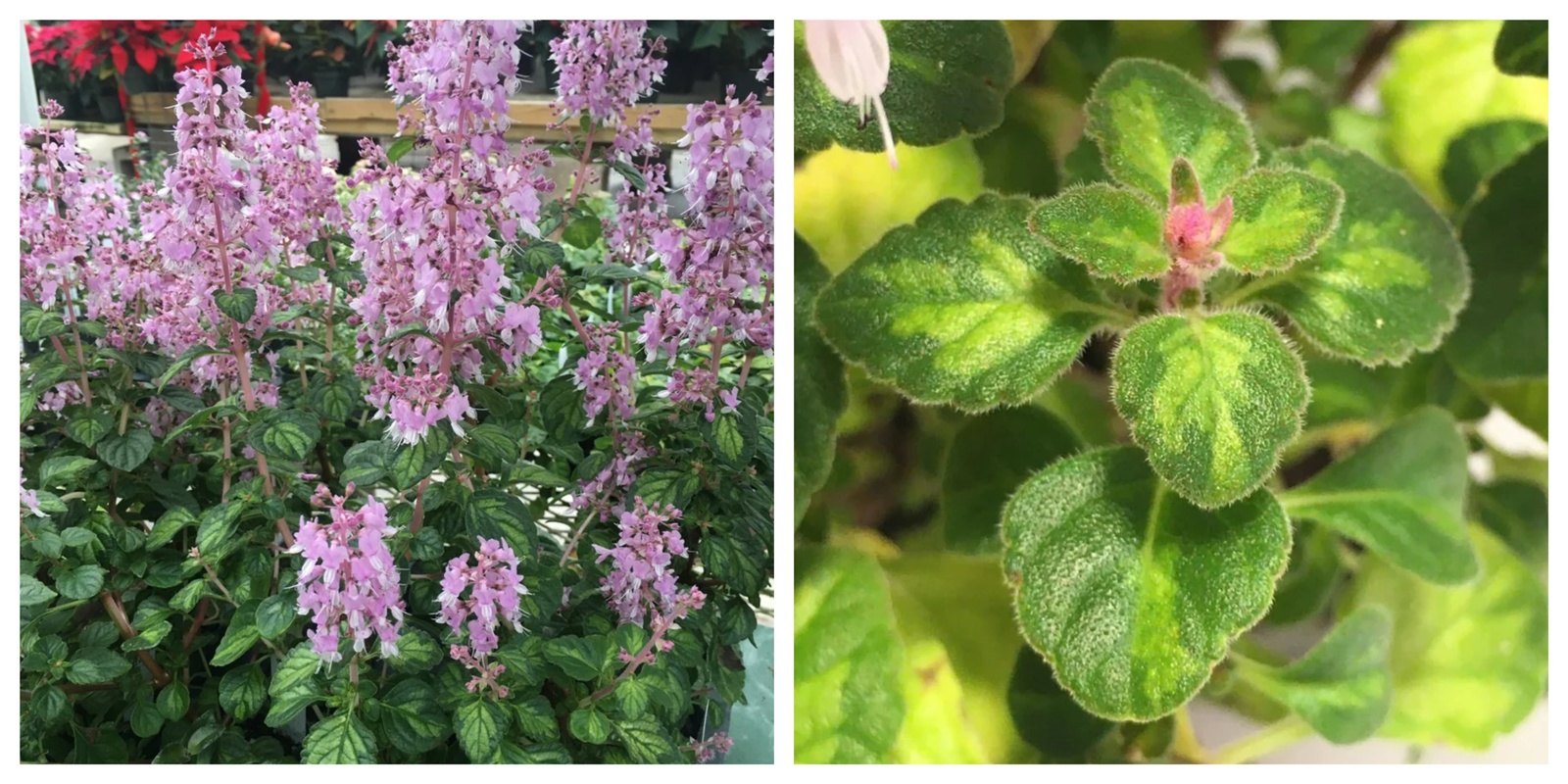 New - 3" Pot Hemizygia Pink Kisses