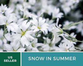 100 Pcs Snow in Summer Chickweed Perennial Flower Seeds Cerastium Biebersteinii - £15.51 GBP