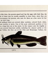 Bullhead Catfish 1939 Fresh Water Fish Art Gordon Ertz Color Plate Print... - $41.01 CAD