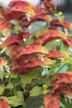 Pink Yellow SHRIMP Starter Plant JUSTICIA BRANDEGEANA Attracts Hummingbird - £12.54 GBP