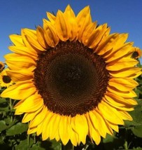 Fresh Sunflower Pro Cut Mixture Sunflower 12 Seeds - $8.64