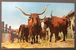 1950&#39;s to 1970&#39;s Postcards - Longhorn Steer - £2.99 GBP