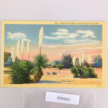 Spanish Bayonet in Bloom on the Desert California 1930s Linen Postcard - $7.88