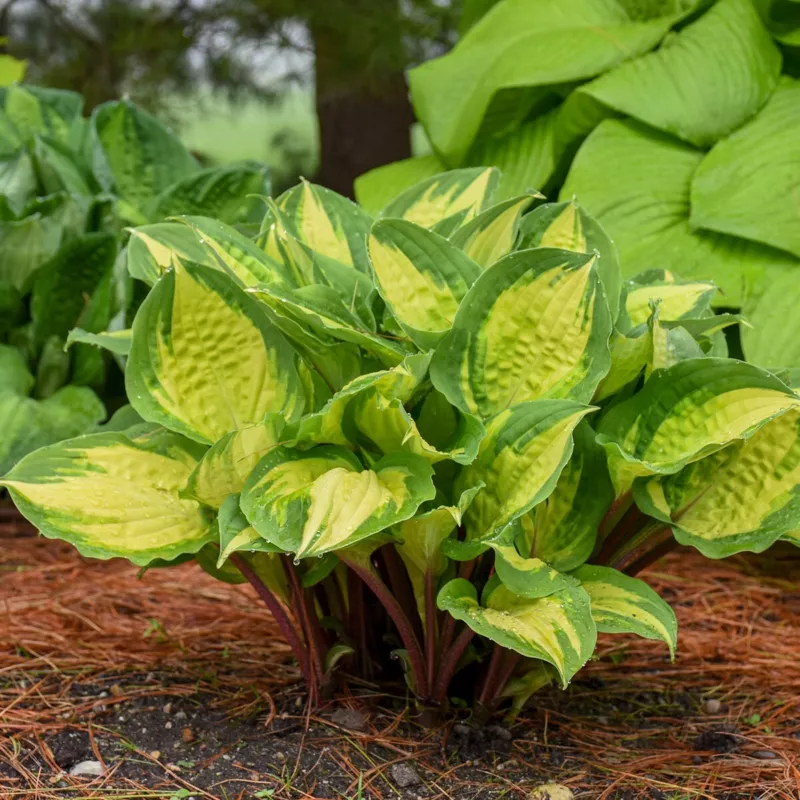 G_S Hosta Island Breeze 5.25 Inch Pot Well Rooted Small And Colorful - $35.33