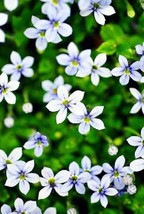 50 seeds Blue Star Creeper Isotoma Fluviatilis 3 Seasons of Blooms Quart Pot See - £7.79 GBP