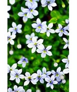 50 seeds Blue Star Creeper Isotoma Fluviatilis 3 Seasons of Blooms Quart... - £7.76 GBP