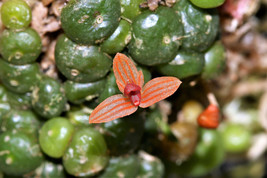 Bulbophyllum Moniliforme Micro Miniature Orchid Species Mounted Plant - £22.82 GBP
