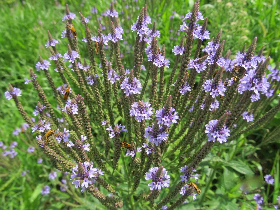 Blue Vervain Native Wildflower Herb Tea Perennial Drought Garden 201 Seeds - $9.80