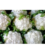 VT 500 Cauliflower Snowball Y Improved Seeds Heirloom Nongmo Cauliflower... - $203.10 MXN