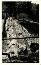 Queen of the Forest Petrified Forest Park California CA UNP B&amp;W WB Postcard E2 - £4.23 GBP