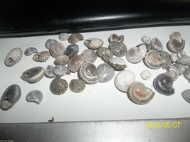 Ocean sea shell lot Black Umbonium approx 4 oz tiny S119 - £3.71 GBP