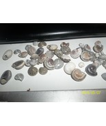 Ocean sea shell lot Black Umbonium approx 4 oz tiny S119 - £3.67 GBP
