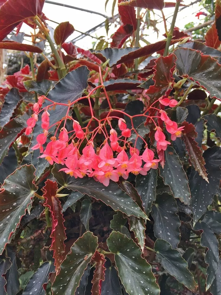 15 Seeds Angel Wing Begonia ‘Pinafore’ – Indoor Flowering Plant - $10.00